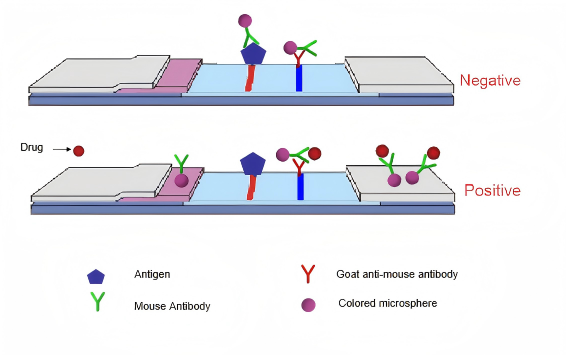 urine drug test principle
