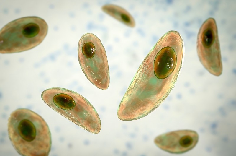 toxoplasma gondii.jpg
