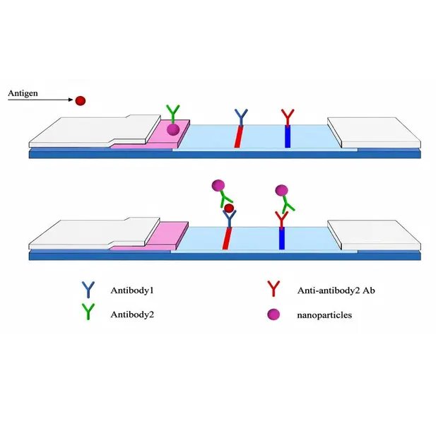 hCG Biomarker Recognition